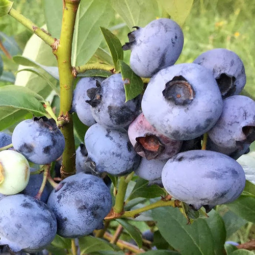 Саженцы голубики Чантиклер (черенкованный) - 2-летний Черновцы - изображение 1