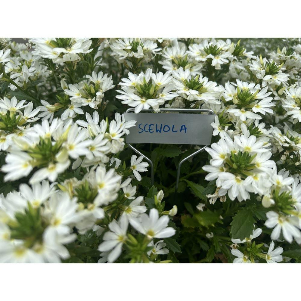 Табличка для рослин 25x6,6 см, 10 шт, алюміній, TYE256622AL/10B Київ - фото 3