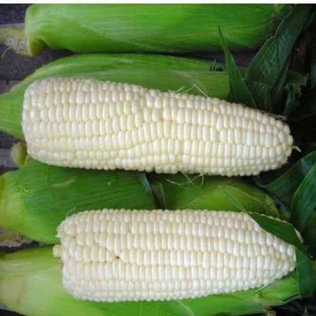 Насіння Кукурудза цукрова Андріївська 5 г біла Мнагор Вінниця - фото 1