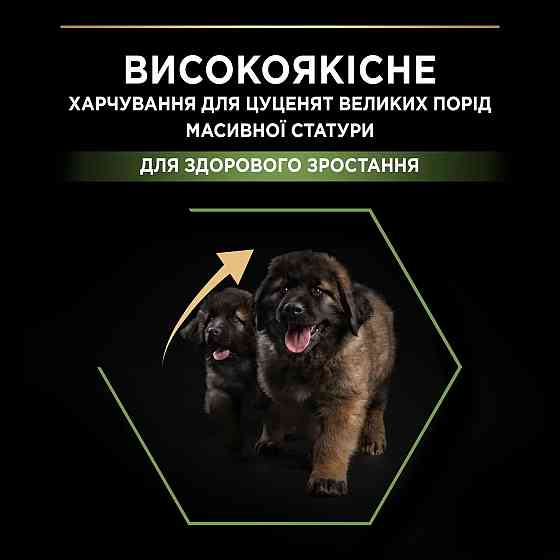 Сухий корм PRO PLAN Large Robust Puppy  Київ