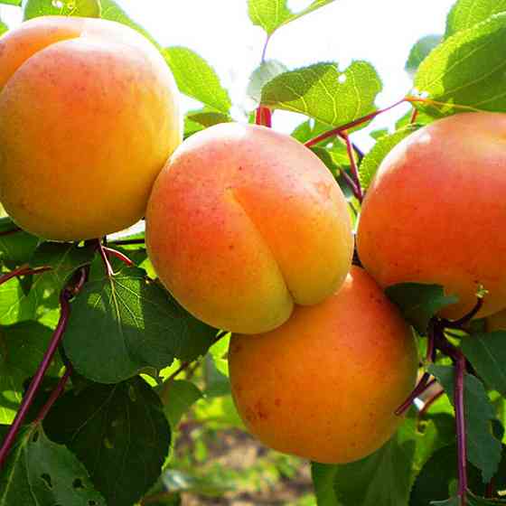 Саджанці абрикоса Любава (привитий) - 2-річний Чернівці