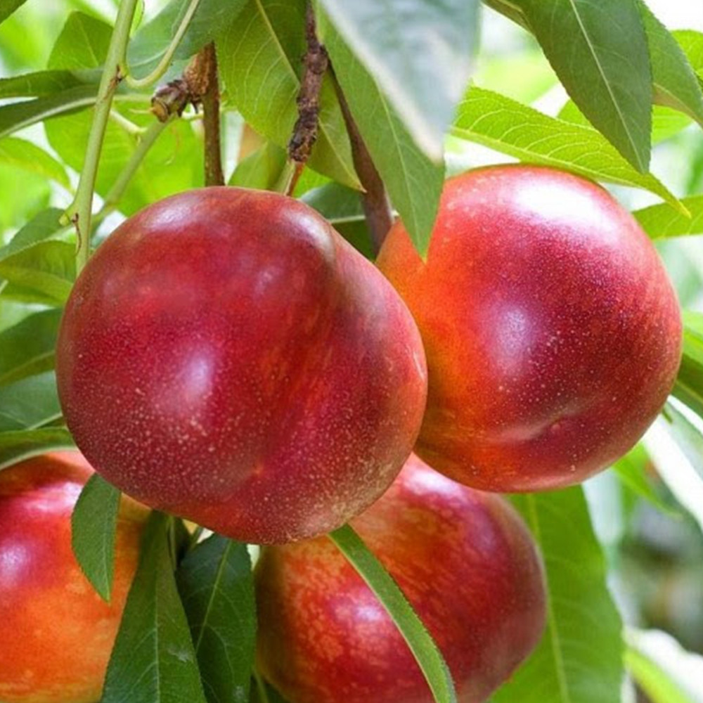 Саджанці колоновидного нектарину Роман (привитий) Чернівці - фото 2