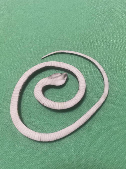 Іграшка змія резинова білого кольору, Декор на Хеллоуїн, чудова прикраса хеллоуін, розмір 70 см Київ - фото 8