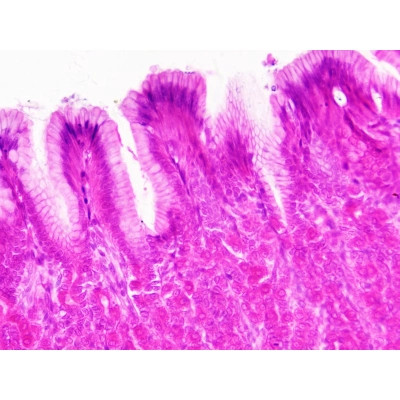Набор микропрепаратов Bresser Histology 30 шт (5985000) (931505) Винница - изображение 6