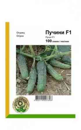 Семена Огурец Пучини F1 100 семян Rijk Zwaan Винница