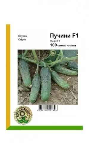 Насіння Огірок Пучіні F1 100 насінин Rijk Zwaan Вінниця - фото 1