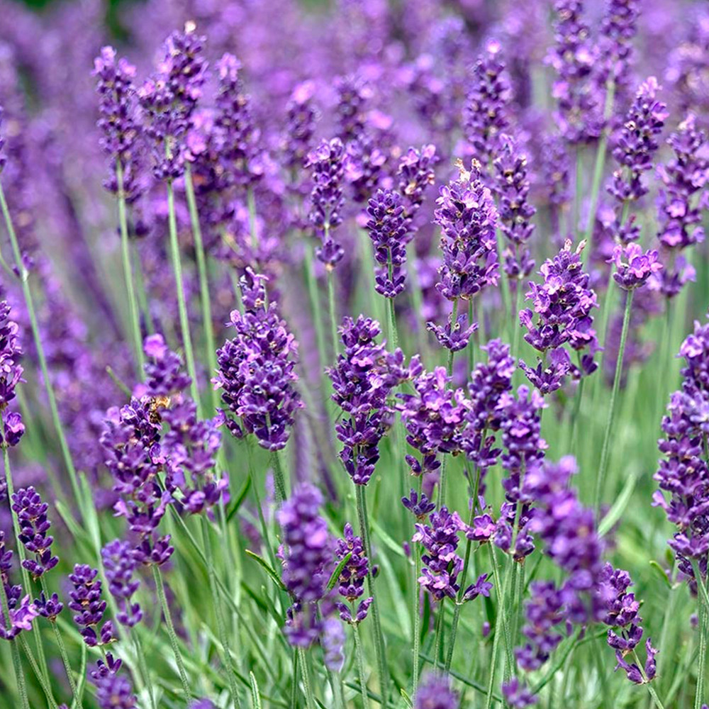 Саженцы лаванды Дварф Блю (черенкованный) Черновцы - изображение 1