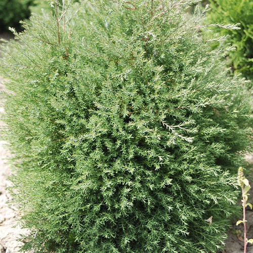 Саджанці туї Ерікоідес Чернівці - фото 1