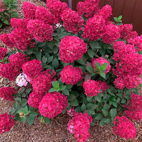 Саджанці гортензії Самарська Лідія (черенкований) - 1-річний Чернівці - фото 1