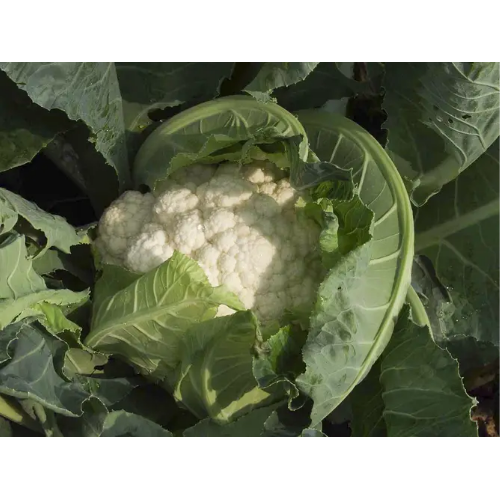 Капуста цвітна Гудмен 20шт Професійне насіння Житомир - фото 2