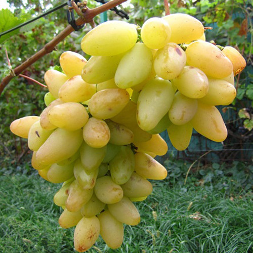 Cаджанці винограду Пам'яті Смольнікова (черенкований) - 1-річний Чернівці - фото 1