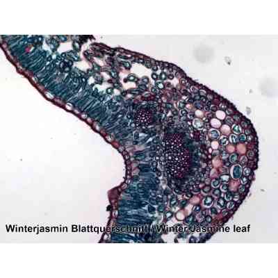 Набор микропрепаратов Bresser 100 шт (5986003) (931508) Винница