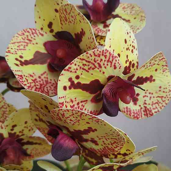 Штучна латексна міні орхідея в жовтому пластиковому кашпо на дві гілки жовто-бордова Дніпро