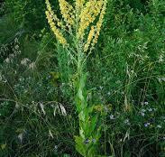 Дивина звичайна (Коровяк обыкновенный (трава) 100г master sem Киев - изображение 2