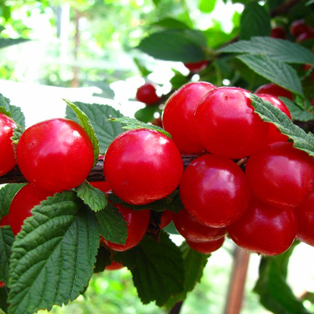 Саджанці вишні Повстяна Чернівці - фото 2