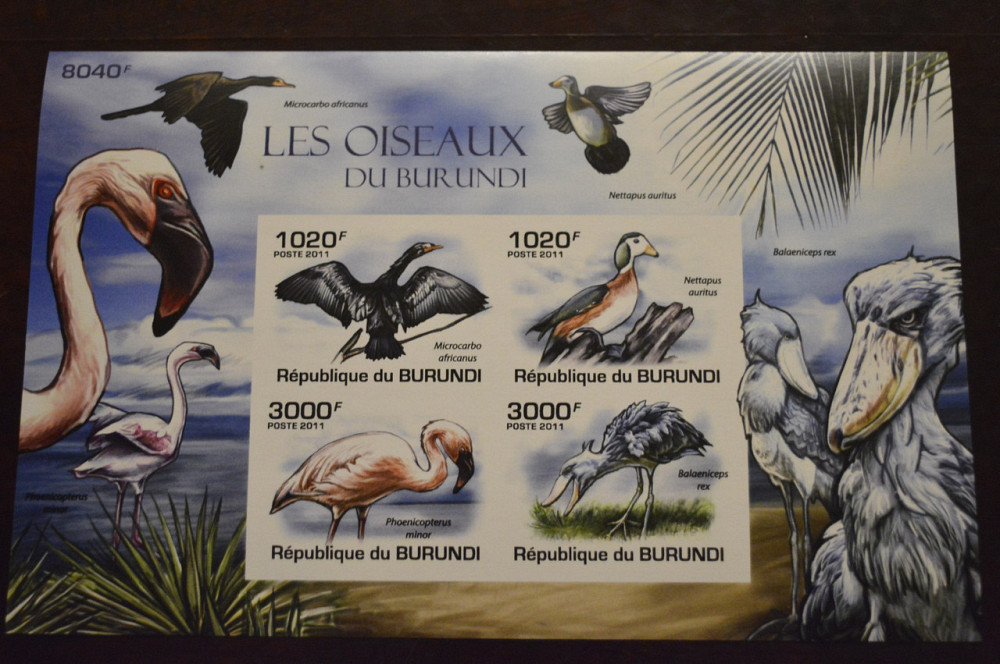 Бурунди. Фауна. 2011 год (А) Полтава - изображение 1