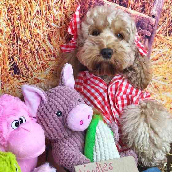 Іграшка для собак Patchwork Pet Maizey the Pig (Печворк Пт Свинка Мейзі) Запоріжжя