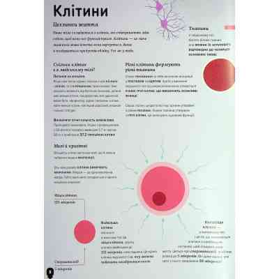 Книга Тіло людини - Кристина Перабоні Жорж (9786177853199) Вінниця
