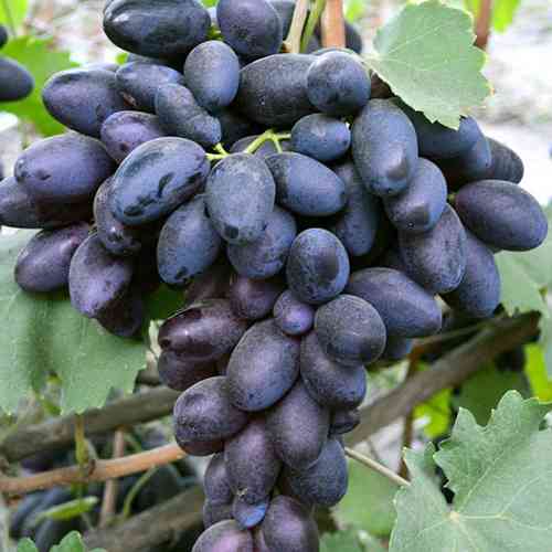 Cаджанці винограду Велика (черенкований) - 1-річний Чернівці