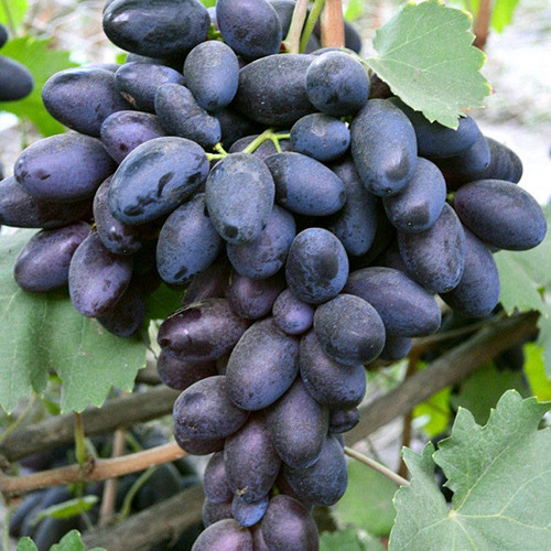 Саженцы винограда Великая (черенкованный) - 1-летний Черновцы - изображение 1