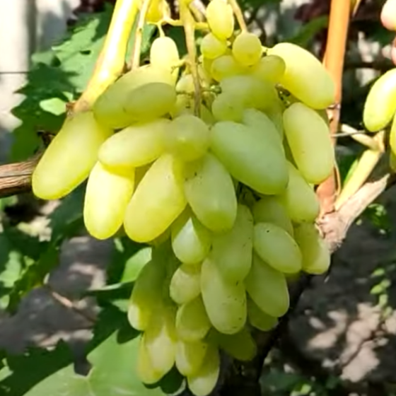 Саженцы винограда Алинка (черенкованный) - 2-летний Черновцы