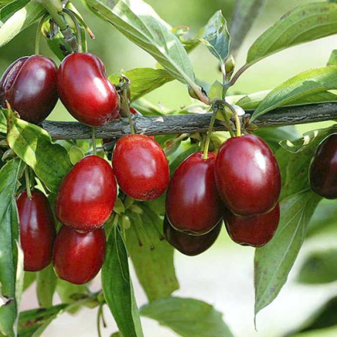 Саженцы кизила Евгения - 2-летний Черновцы - изображение 1