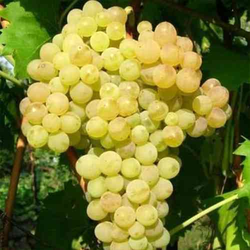 Cаджанці винограду Кишмиш 342 (черенкований) - 1-річний Чернівці