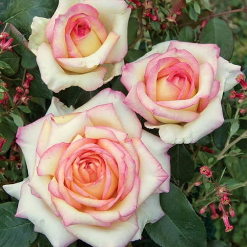 Саженцы роз Анна Молинари (привитый) - 2-летний Черновцы - изображение 1