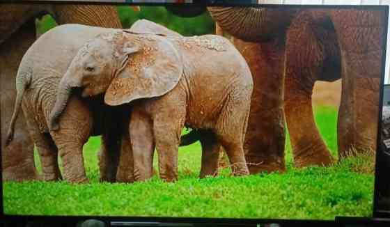 Телевизор: 58