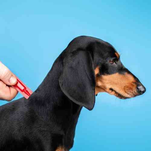 Капли Provet PROFILINE для собак до 4 кг инсектоакарицид 4 пипетки по 0,5 мл Киев