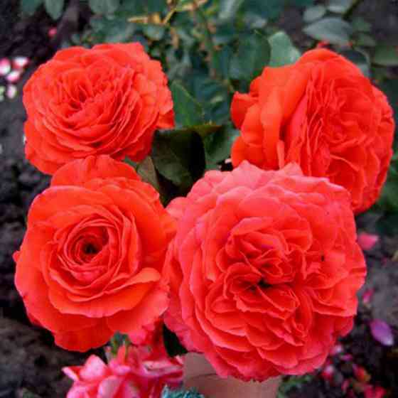 Саженцы плетистых роз Майнтауэр (привитый) Черновцы