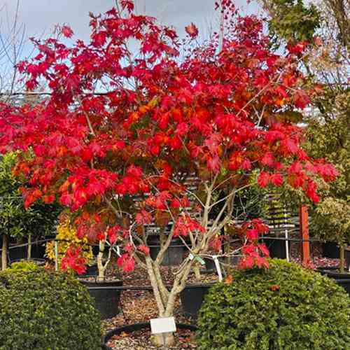 Саженцы клена Японский (привитый) - 2-летний Черновцы