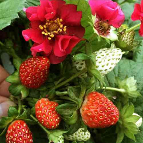 Саженцы клубники Саммер Бриз (ремонтантная) - 1-летний Черновцы