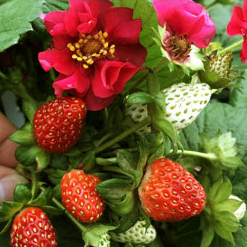 Саджанці полуниці Саммер Бріз (ремонтантна) - 1-річний Чернівці - фото 1