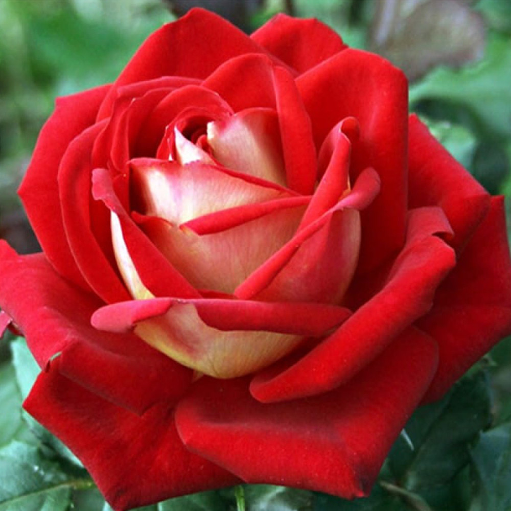 Саженцы чайно-гибридных роз Нью Фэшн (привитый) Черновцы - изображение 2