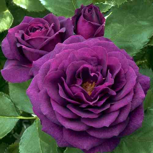 Саженцы роз Перпл Эден (привитый) - 2-летний Черновцы