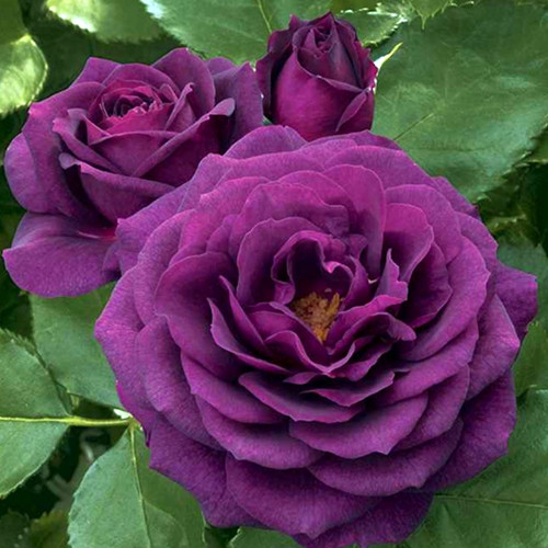 Саджанці троянд Перпл Еден (привитий) - 2-річний Чернівці - фото 1