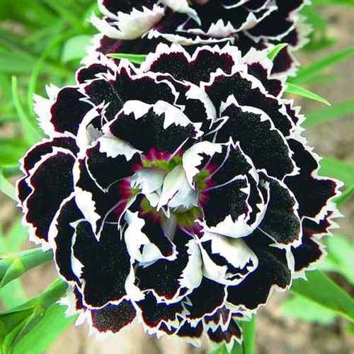 Саджанці гвоздики Блек Енд Вайт (черенкований) - 2-річний Чернівці - фото 1