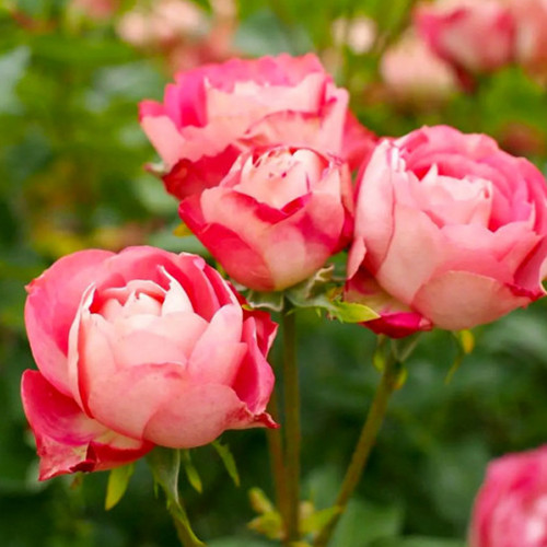 Саженцы роз Акрополис (привитый) - 2-летний Черновцы - изображение 1