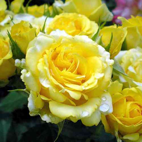 Саджанці троянд Голден Бордер (привитий) - 2-річний Чернівці