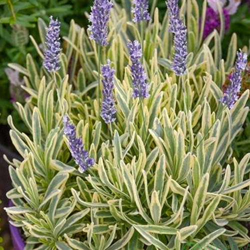 Саженцы лаванды Мерло (черенкованный) - 2-летний Черновцы - изображение 1