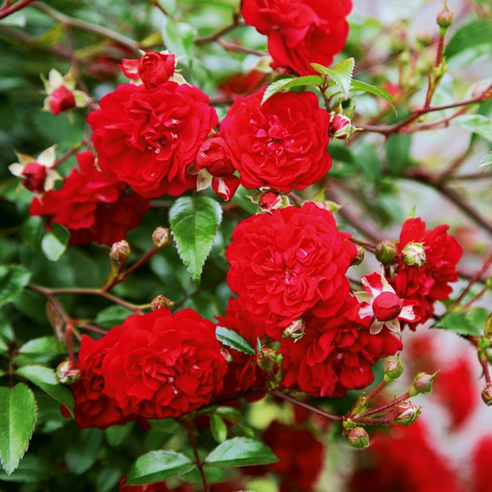 Саджанці бордюрних троянд Крапелька (привитий) Чернівці - фото 2