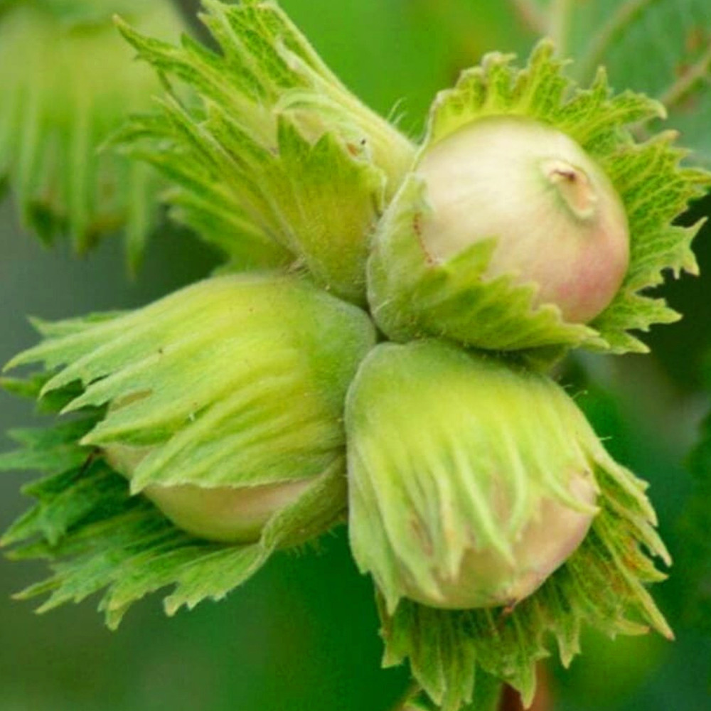 Саженцы фундука Шедевр (отводок) - 3-летний Черновцы - изображение 4