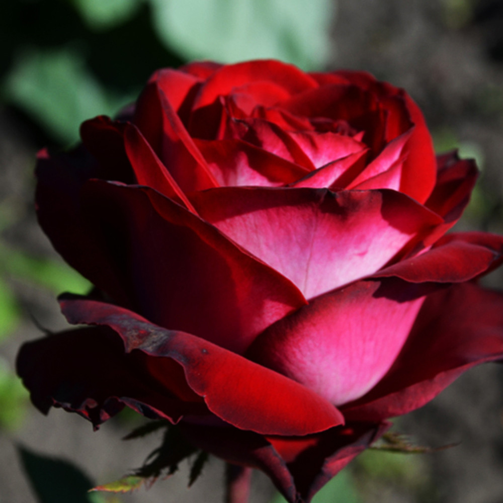 Саженцы чайно-гибридных роз Госпел (привитый) Черновцы - изображение 2