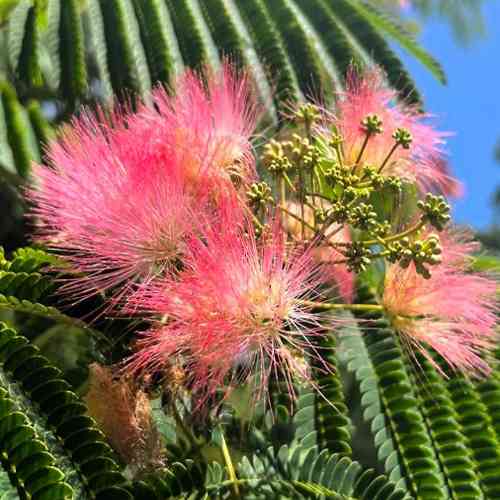 Саджанці альбіції Іранська (привитий) - 2-річний Чернівці