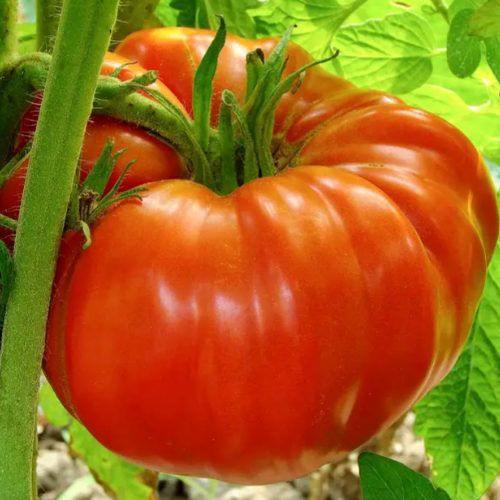 Томат Річіоло F1 високорослий великооплідний 10шт Професійне насіння Житомир