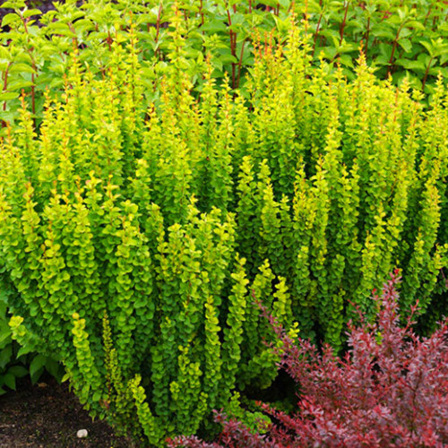 Саженцы барбариса Эректа (черенкованный) - 1-летний Черновцы - изображение 1