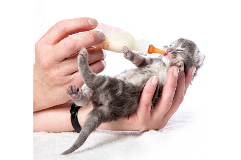 Beaphar Lactol Kitty Milk (Беафар Лактол Китти Милк) заменитель кошачьего молока для котят с рождения 250 г. Запорожье - изображение 4