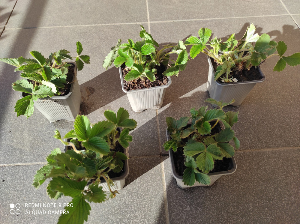 Сажанцы земляники лесной (3 шт в рыночке) master sem Киев - изображение 1