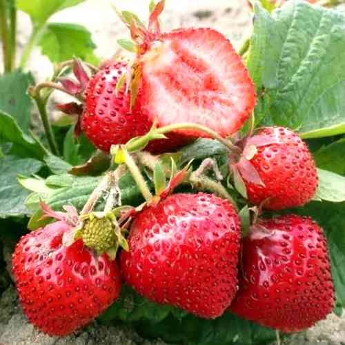 Саджанці полуниці Остара (ремонтантна) - 1-річний Чернівці